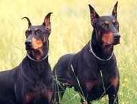 Training Guard Dogs