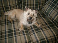 Use a Pumice Stone When Grooming a Terrier