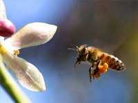 Allergic Reactions to Bee Stings