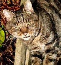 Train Outdoor Cat to Use Litter Box