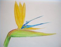 Bird of Paradise