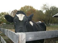 Norman - the ranch steer