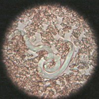 Worm Medicine for Dogs