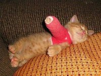 Take Care of a Kitten's Broken Leg