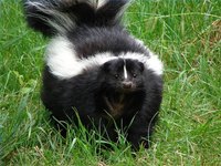How Does Tomato Juice Help Get Rid of Skunk Smell?
