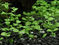 We'll grown baby tears (Micranthemum umbrosum)