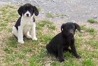 Invisible fences can be used on dogs that are 6 months old.