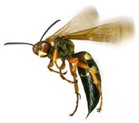 How Does a Wasp Sting?