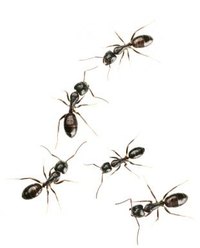 Home Remedies for Ants