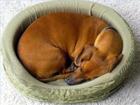Make a Heated Dog Bed