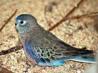 Bourke's parakeet