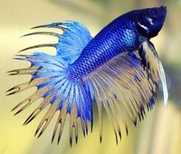 Make a Betta Fish More Colorful