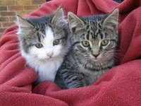 Signs of Skin Cancer in Cats