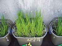 Rice Growing in a Home Garden