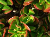 Propagate Jade Plants