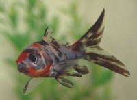 Identify and Care for Shubunkin Fish