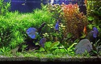 Fish Tank