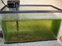 Get Green Algae Off Aquarium Glass