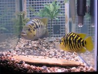 Tank Divider Behind Fish