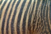 Make a Zebra Print in Hair With Dye