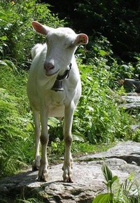 How Does a Goat Produce Milk?