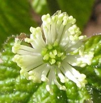 Golden Seal Flower