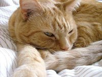 Clean Cat Hair Off Furniture