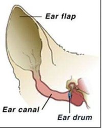 Diagram of a Dog Ear