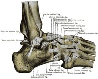 The structure of the foot.