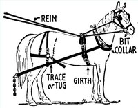 Fit a Horse Harness