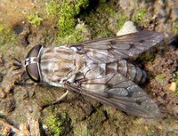 Horsefly Diseases