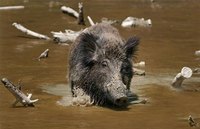 Training Hog Dogs