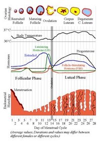 High Blood Pressure & Menstrual Cycles