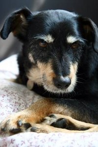 Side Effects of Heartworm Medication