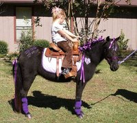 What Size Saddle Should be Used for a Shetland Pony?