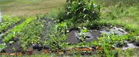 A Successful Easy To Grow Home Garden