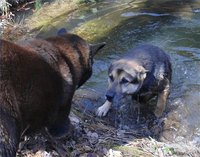 Symptoms of Ear Infections in Dogs
