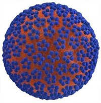 The HPV Virus can be Treated