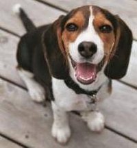 About Beagle Skin Disorders
