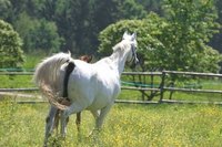 Symptoms of Pneumonia in Horses