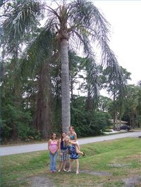 Palm tree