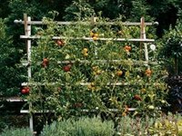 Garden trellis