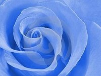 Blue roses are possible by altering the flavonoids