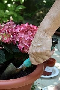 Plant Flowers in a Pot