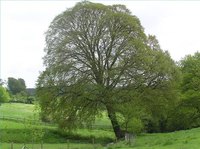 How Long Does a Tree Live?