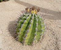 Take note of which direction the crown faces before moving a barrel cactus.