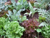 Spring vegetable plants