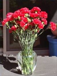 Does Sugar Prolong the Life of Cut Flowers?