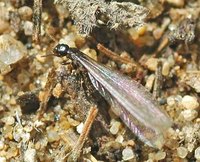 Ground Termite