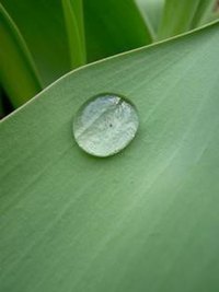 Why Do Indoor Plant Leaves Turn Yellow?